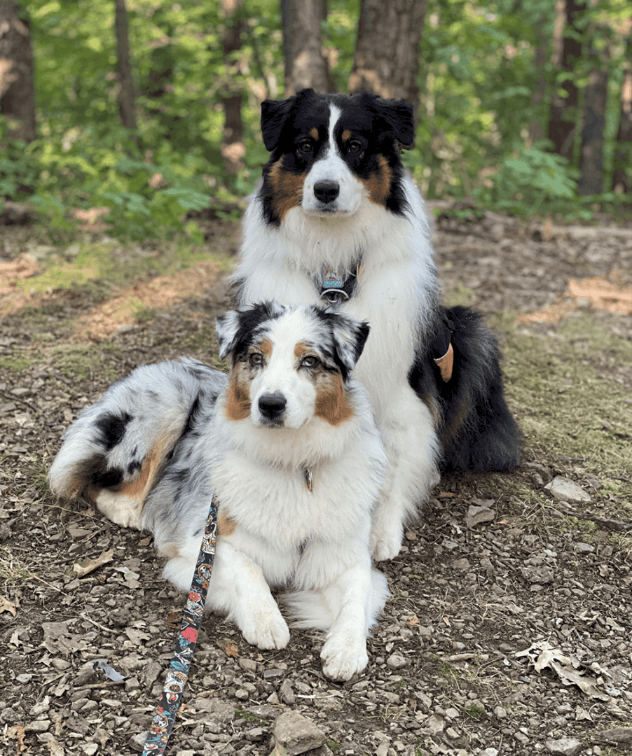 2 Australian Shepherd "Aussie" seated on trail