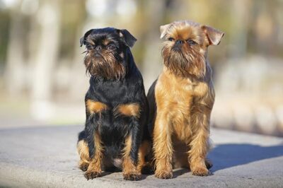 Brussels Griffon Adoption: Cost, Size,  Shedding, Personality, Ethical Breeding & Breed Comparison