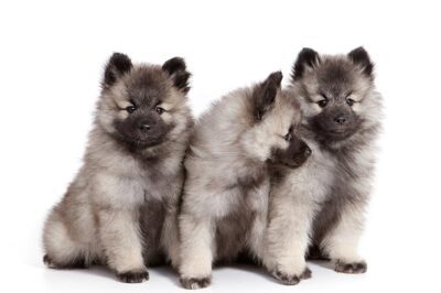 Keeshond Dog Breed Rescue Interview
