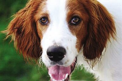 Irish Red & White Setter Family & 1st Timer Guide: Rarity, Cost, Pros, Cons, Training & Setter Comparison