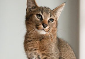 caracat exotic hybrid cat breed MS indoors