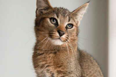 Chausie Cat F1-F5 Impact on Cost, Legalities, Size, Behavior & Maintenance | Breed Rescue Adopt vs Breeder