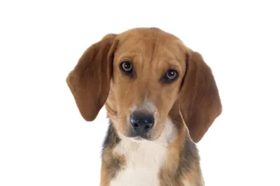 Harrier Dog Adoption: Origins, Purpose, Naming, Training & Popularity vs Beagles & Foxhounds