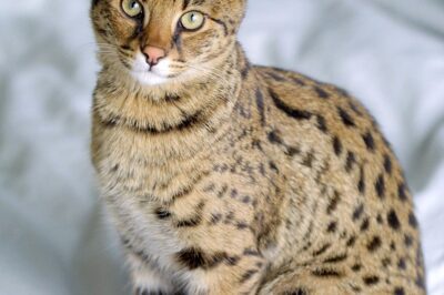 Savannah Cat Adoption Cost & Legality: Variations, Pros, Cons & Ideal Lifestyle
