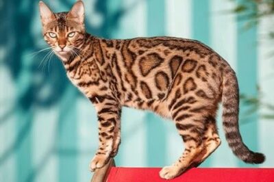 Hybrid Cat Breeds Fact vs Fiction & What to Expect: F1-F5 Impact on Costs, Legalities, Size & Behavior | Bengal, Chausie & Savannah Comparison