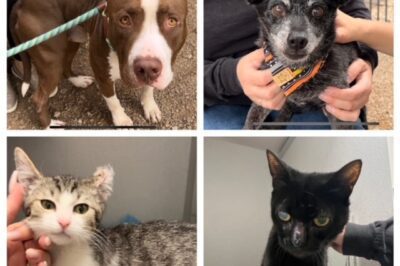 Dog & Cat Adoption Journey: How Shelters, Rescue Groups & Responsible Breeders Support The Process