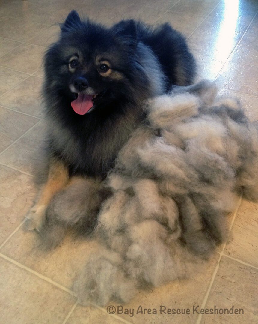 Keeshond by pile of fur indoors