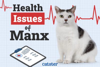 Manx Syndrome Misnomer: Health &Tailless Cats | Breed Related Pet Genetic Health Comparison