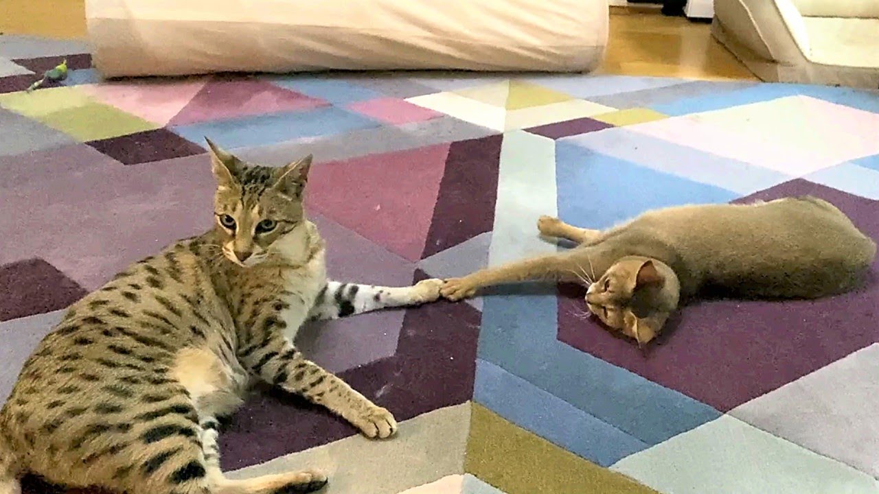 savannah and chausie cat at cat cafe