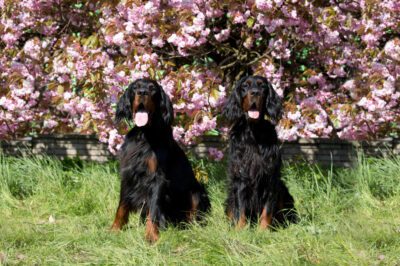Gordon Setter Breed Adoption: History, Cost, Rarity, Health & Family Pet Guide