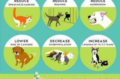 Spay & Neuter Benefits vs Risks | Impact on Homeless Animals | Why Vets & Rescue Orgs Support