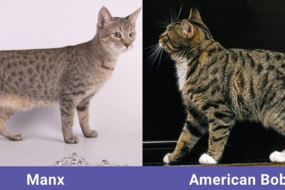 Tailless Cat Breed Rescue Interview