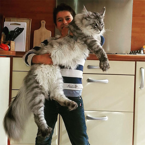 boy holding large maine coon cat in kitchen