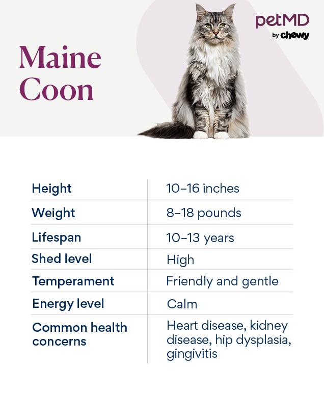 maine coon cat breed overview by petmd