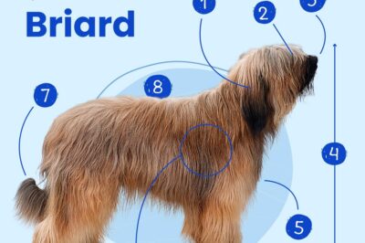 Briard 1st Time Adoption Guide: Cost, Size, Family Friendly, Shedding, Grooming, Guarding, Herding, Training & Breed Comparisons
