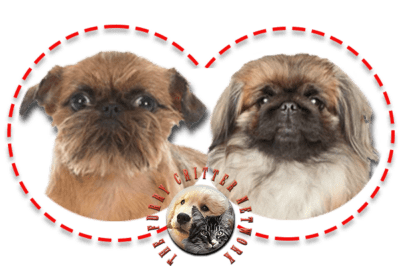 Brussels Griffon Dog Breed Rescue Interview