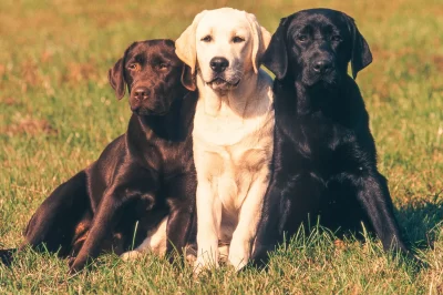 Labrador Retriever Pros & Cons: Shedding, Ideal Lifestyle, Colors & Temperament | Golden Retriever Comparison