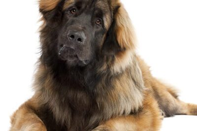 Leonberger Guide: History, Cost, Training, Ideal Climate & Care | Big Dog Comparison: Mastiff, Berner, Newfie & Collie
