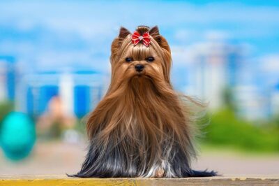 Yorkshire Terrier: Cost, Popularity & Health Care Tips | First-Time Owners Adoption Guide