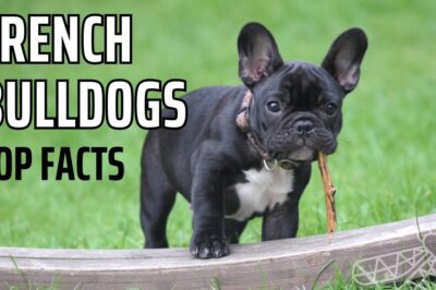 French Bulldog Adoption Pros & Cons: Popularity, Cost, Training, Care & Health Concerns