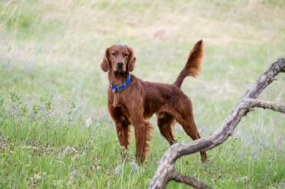 Irish Setter Adoption: Popularity, Energy & Family Compatibility | Golden & Labrador Retrievers Comparison