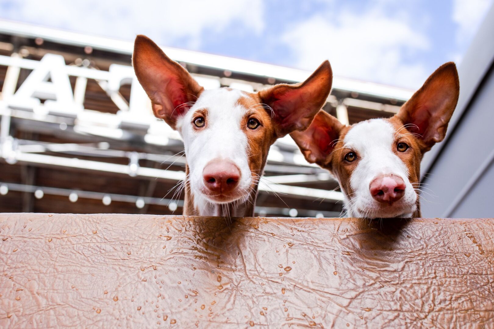 2 Ibizan hound "beezer" looking over fence