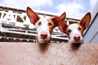 Ibizan Hound Dog Breed Rescue Interview