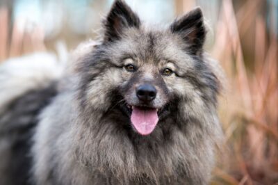 Keeshond Adoption: Dutch Origins, Coat Care & Family Friendliness | Samoyed, Pom & Spitz Comparison