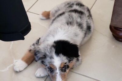 Australian Shepherd Pros & Cons: Breed Rescue, Family & House Compatibility