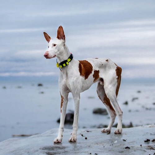 Ibizan Hound at beach