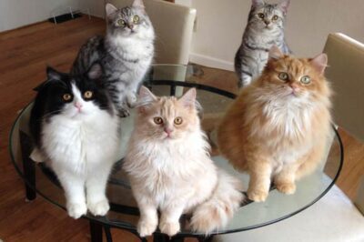 Cymric Cat Guide:  How ID, History, Cost, Health & Temperament | Manx Connection | CFA vs TICA Standards