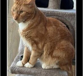 American Bobtail Adoption Guide: Costs, Lifespan, Temperament & Health