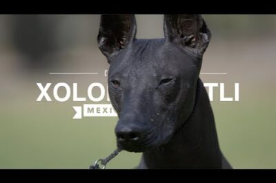 Xoloitzcuintli “Xolo” Adoption: Aztec Origins, Rarity, Legalities, Skin Care & Chihuahua Comparison