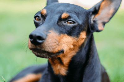 Miniature Pinscher Guide: History, Cost & Training | Protective Family Dog | Dachshund & Chihuahua Comparison