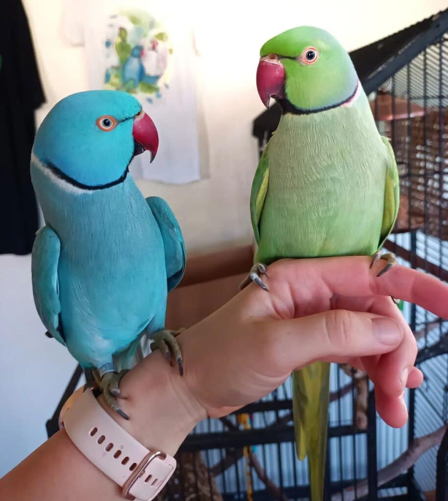 Why Indian Ring-Necked Parakeets Stand Out as Pets