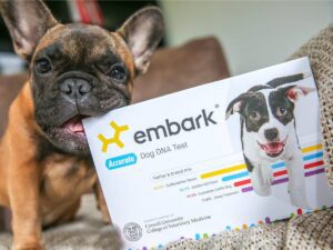 frenchie puppy chew embark dna test