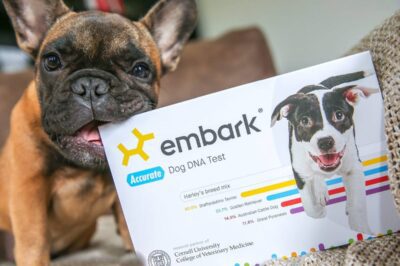 Genetic Health Screens for Pedigree Dogs & Purebred Cats | What to Ask Before You Adopt or Shop