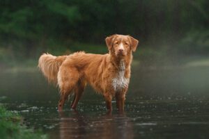 Nova Scotia Duck Tolling Retriever in lake EXT