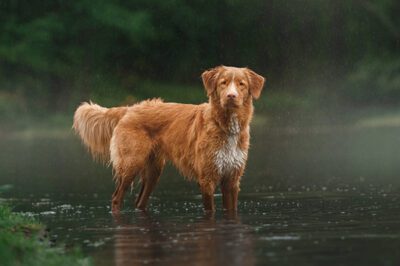 Nova Scotia Duck Tolling Retriever: Cost, Pros & Cons | Retriever Comparison | Ideal Lifestyle & Family Dog Potential