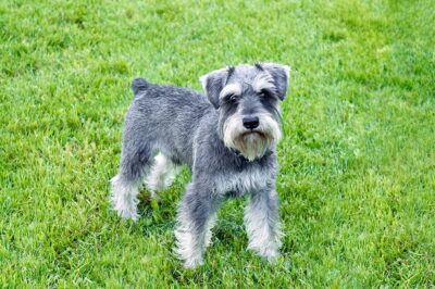 Miniature Schnauzer Comparison Guide: Personality, Care & Training | vs Standard, Giant & Other Terriers