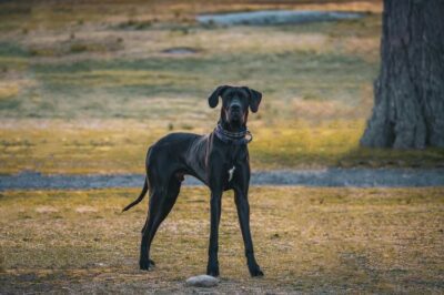 Great Dane “Gentle Giant” Guide: Temperament, Health & Training | Family Dog vs Guard Potential