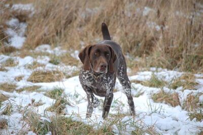 German Shorthaired Pointer (GSPs): History, Training, Grooming & Care | Family Dog Pros & Cons