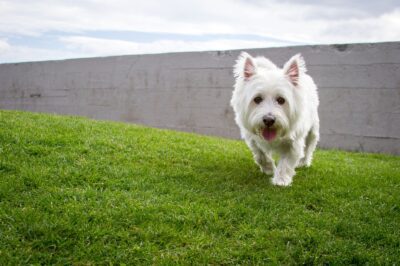 West Highland Terrier Pros & Cons: Cost, Lifespan, Care & Family Dog | Maltese & Jack Comparison