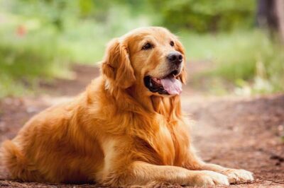 Popular Golden Retriever Pros & Cons: Health, Grooming & Training | Lifestyle & Owner Match