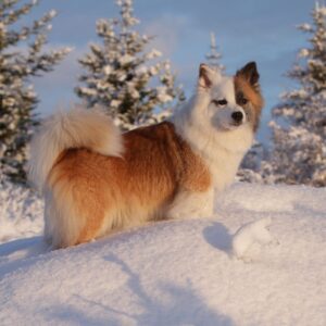 icelandic sheepdog in snow