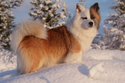 Icelandic Sheepdog: History, Cost, Grooming, Pros, Cons & Ideal Owner Profile