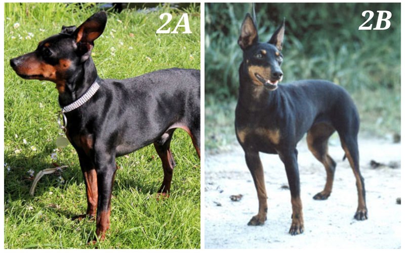 minpin miniature pinscher vs mannie manchester terrier