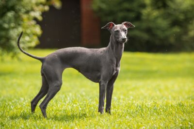 Greyhound “45MPG Couch Potato” Pros & Cons | Rich History vs. Chill Modern Day | Race Dog Rescue