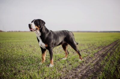 Greater Swiss Mountain Dog Pros & Cons: Rarity, Cost, Health & Family Dog Match | vs Berner & Saint Bernard Comparison