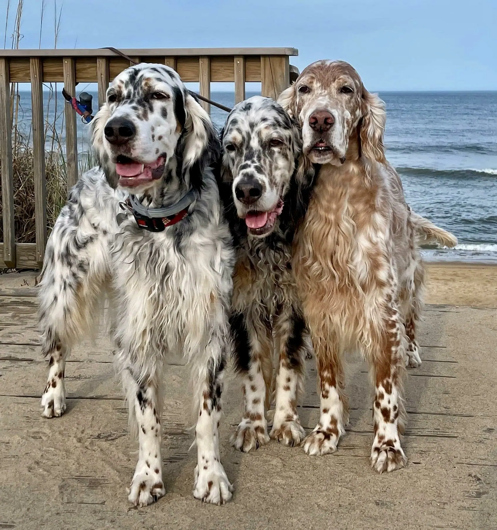 English Setter trio on a deck by the beach